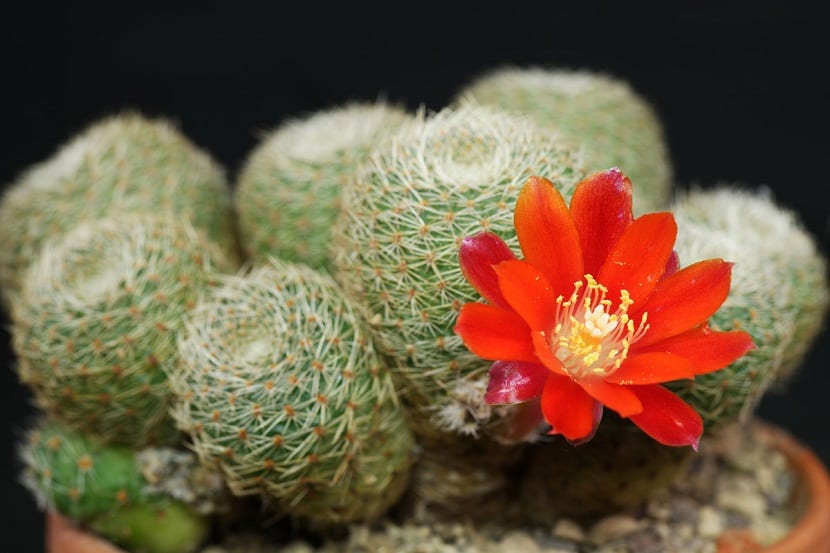 cactus con una gran flor naranja