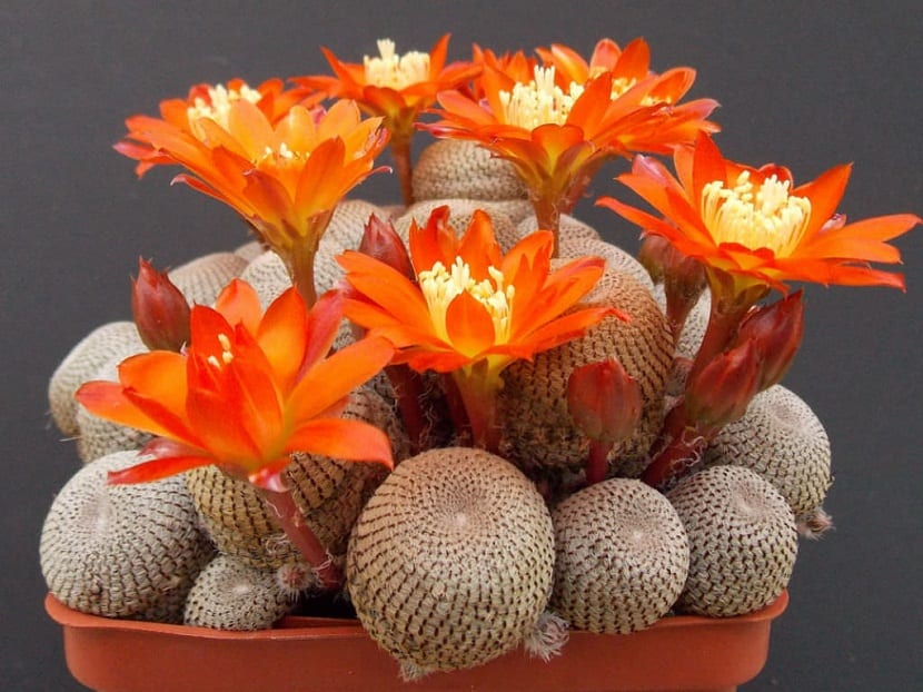 maceta con pequenos cactus con flores naranjas