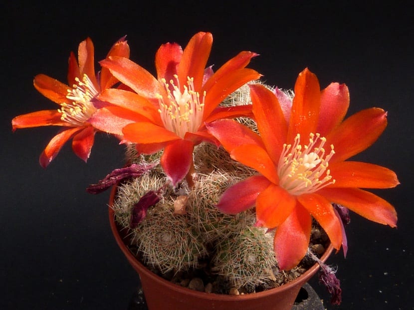 maceta con pequenos cactus y grandes flores