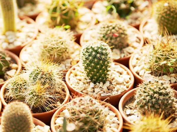 Requisitos de luz de los cactus