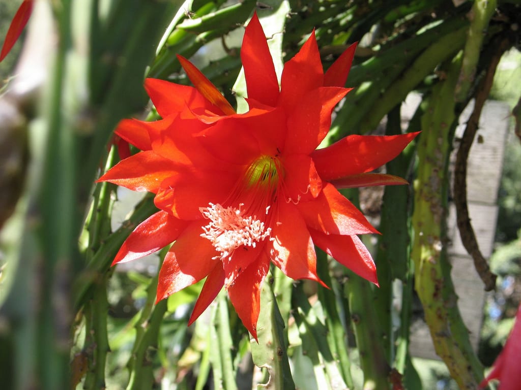 Cactus Santamaría (Disocactus speciosus): cuidados y flor