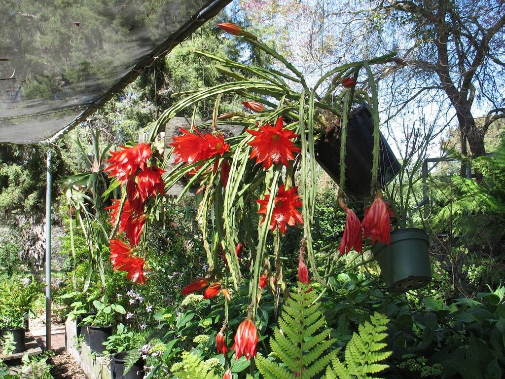 Heliocereus speciosus