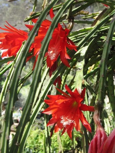 Heliocereus speciosus en flor