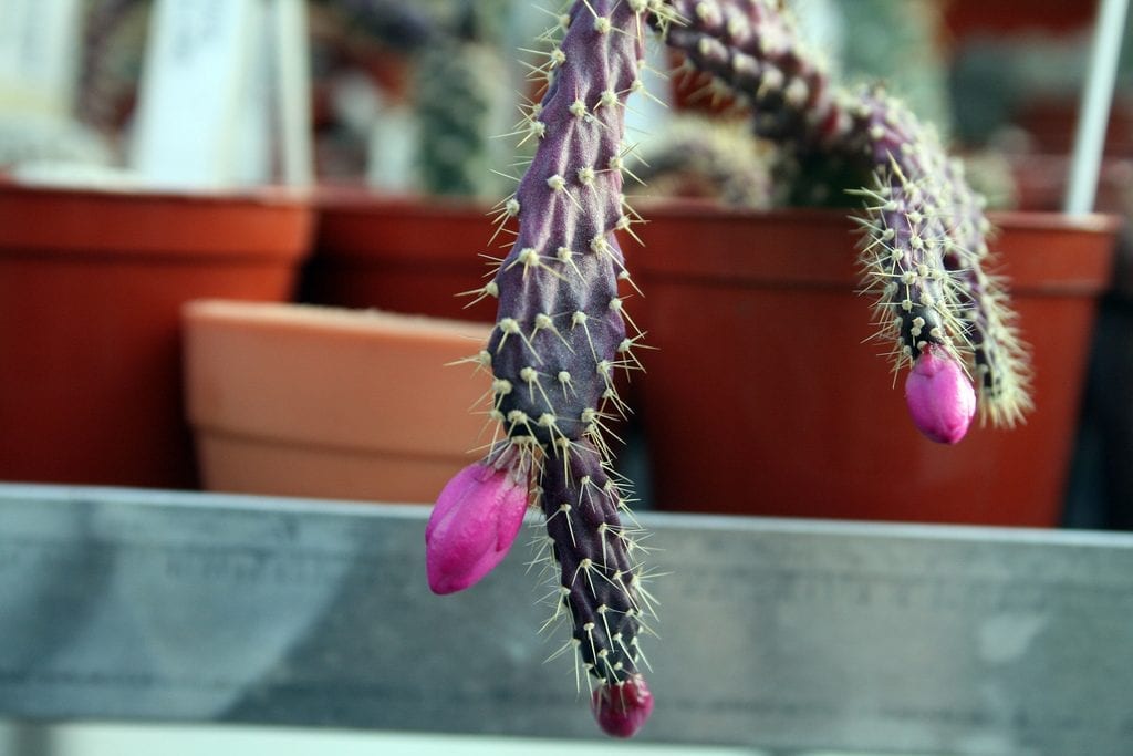 Schlumbergera opuntioides