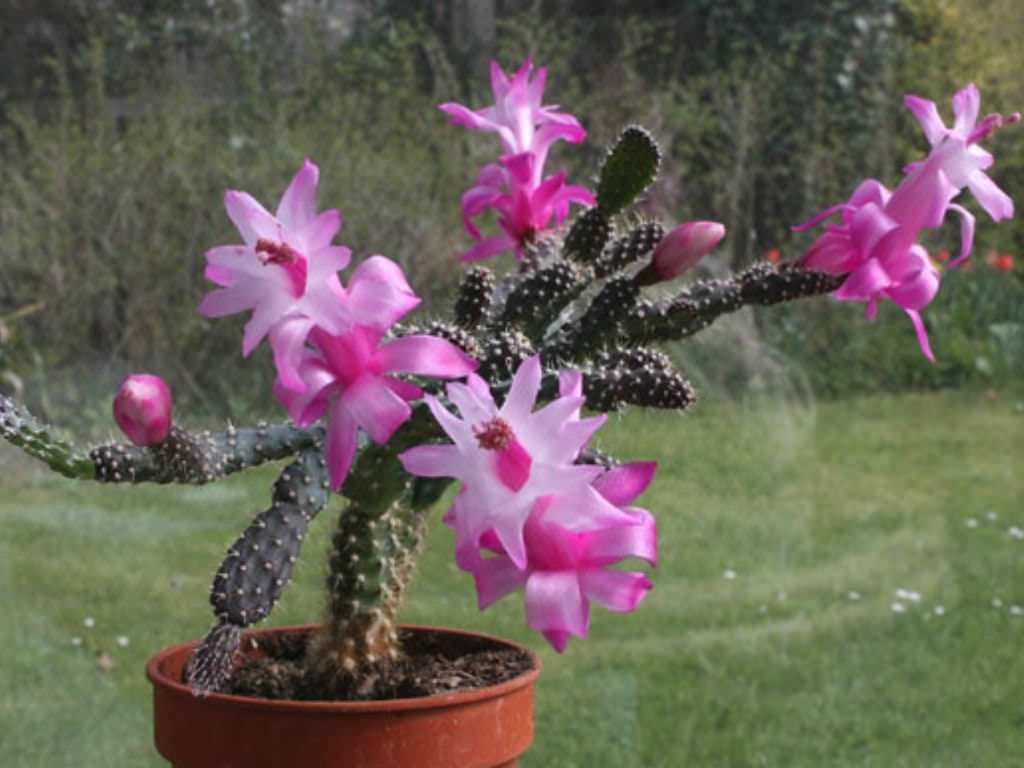 Schlumbergera opuntioides