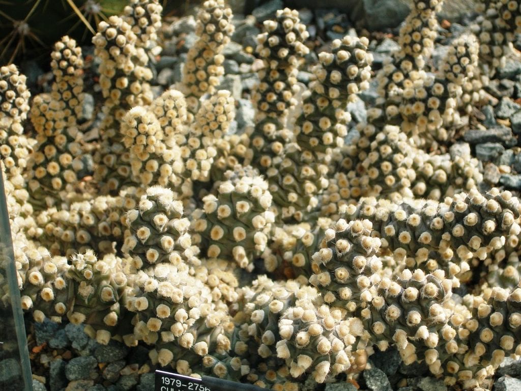 Tephrocactus molinensis