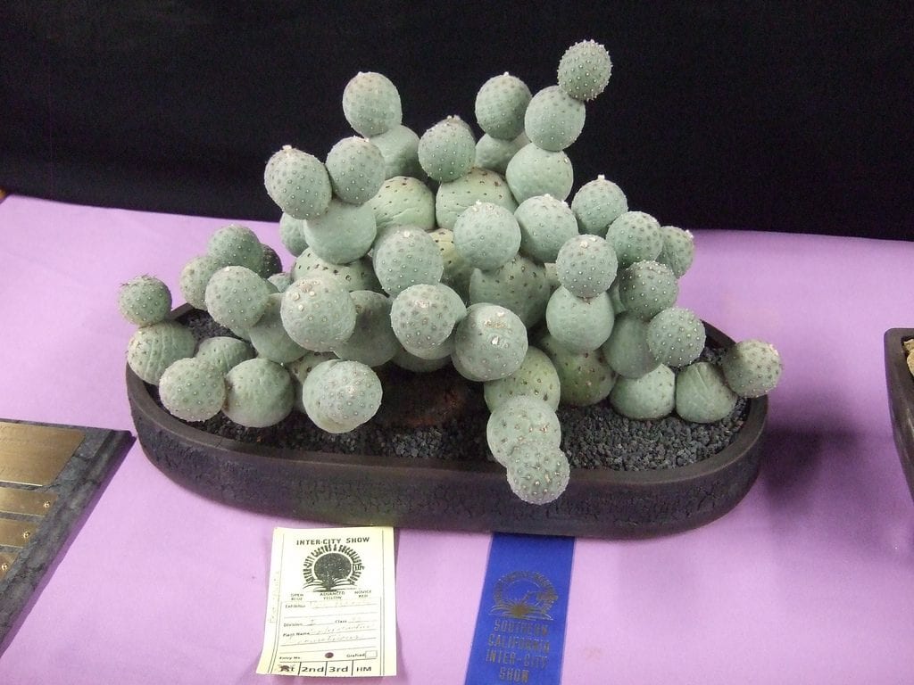 Tephrocactus geometricus
