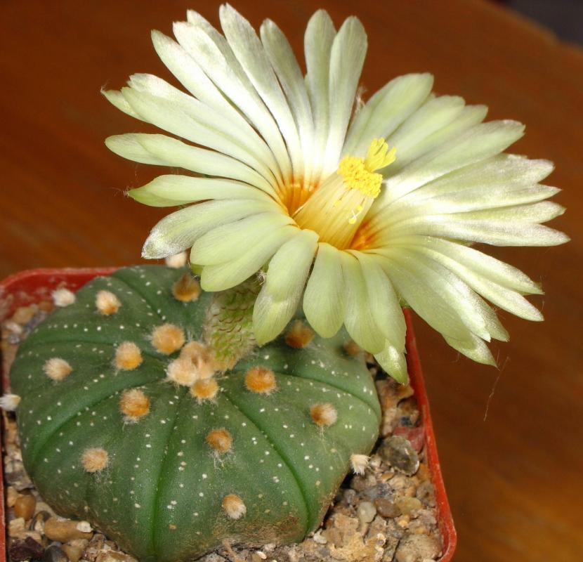 Astrophytum asterias