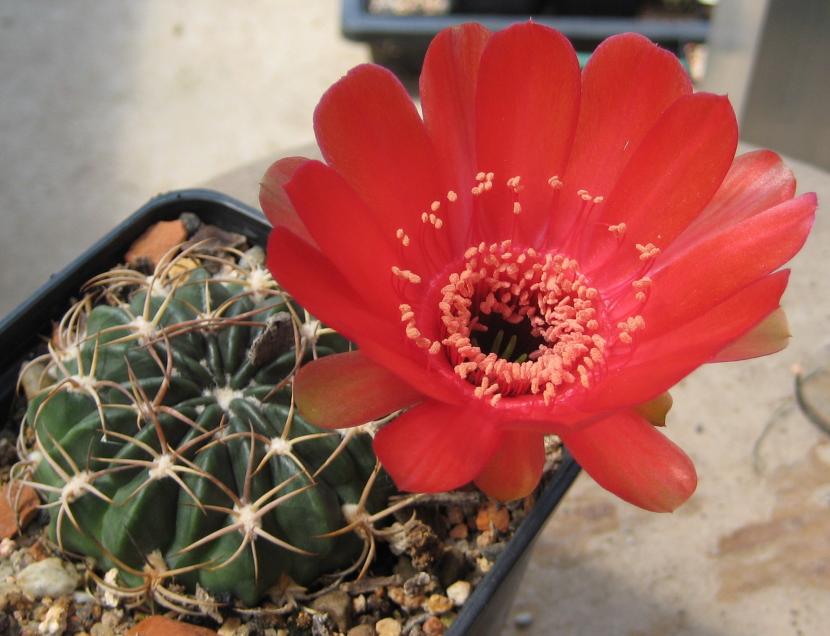 Lobivia calorubra