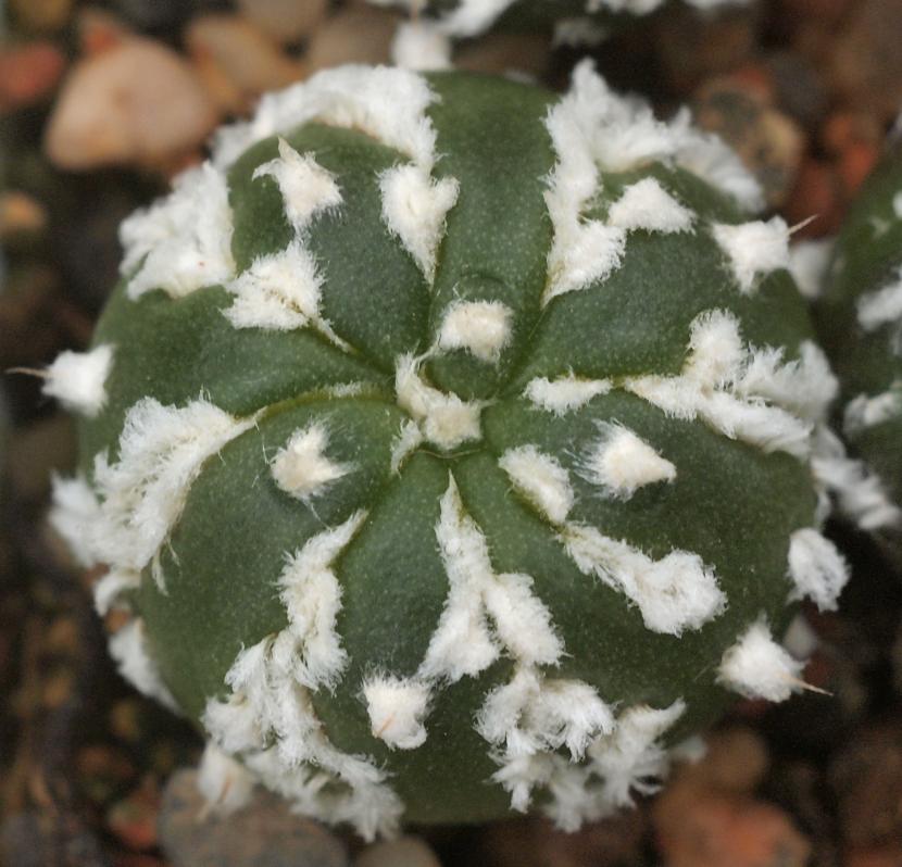 Astrophytum asterias ''Super Kabuto'' cv Kikko 