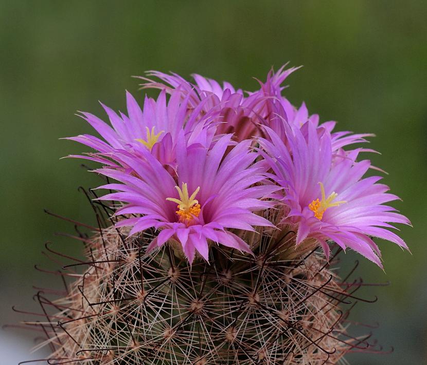 Mammillaria meridiorosei