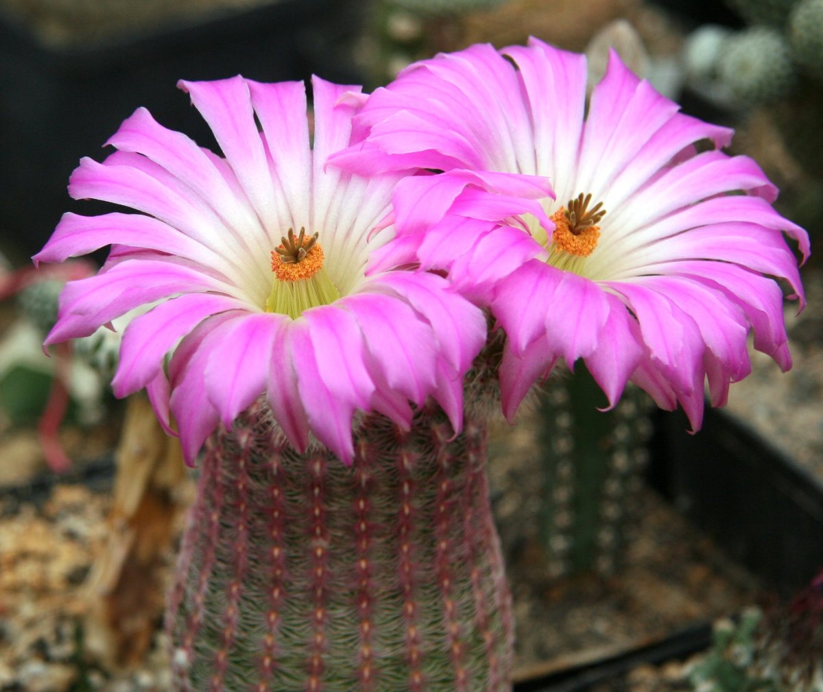 El Echinocereus rigidissimus es un tipo de cactus con flores grandes