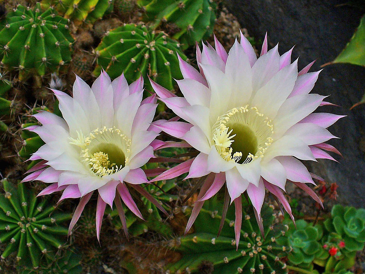 El Echinopsis oxygona es un cactus con espinas