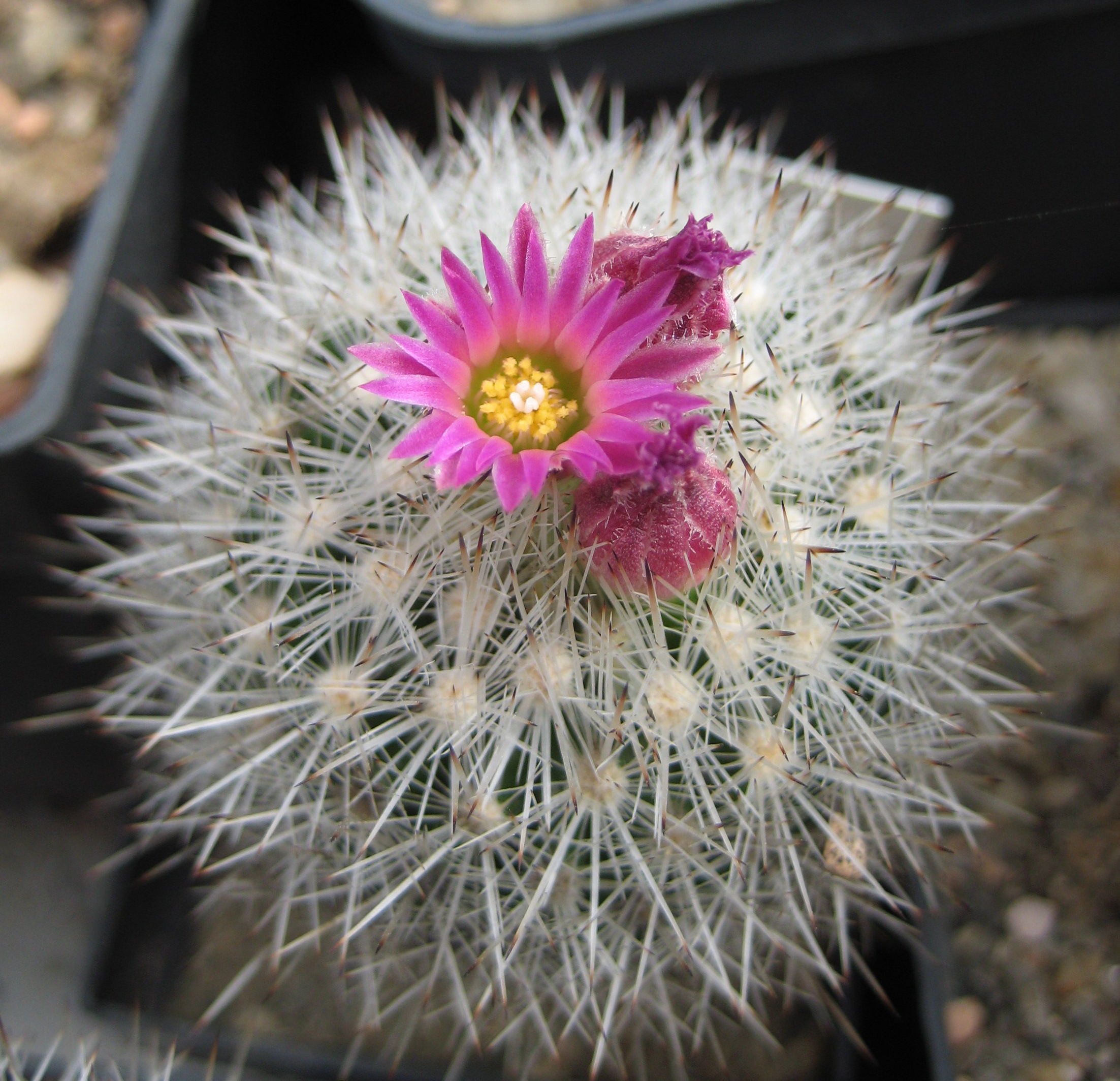 La Escobaria laredoi es un cactus pequeño de flores lavanda