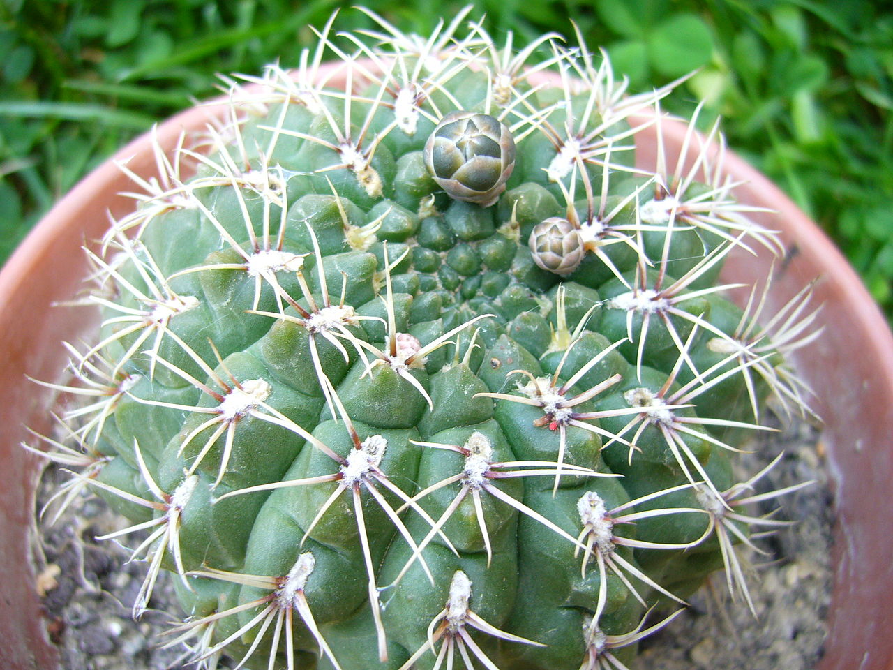 El Gymnocalycium baldianum es un tipo de cactus espinoso