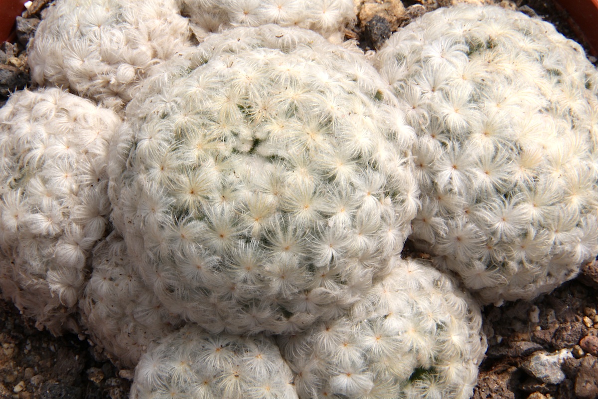 La Mammillaria plumosa es un tipo de cactus con espinas inofensivas