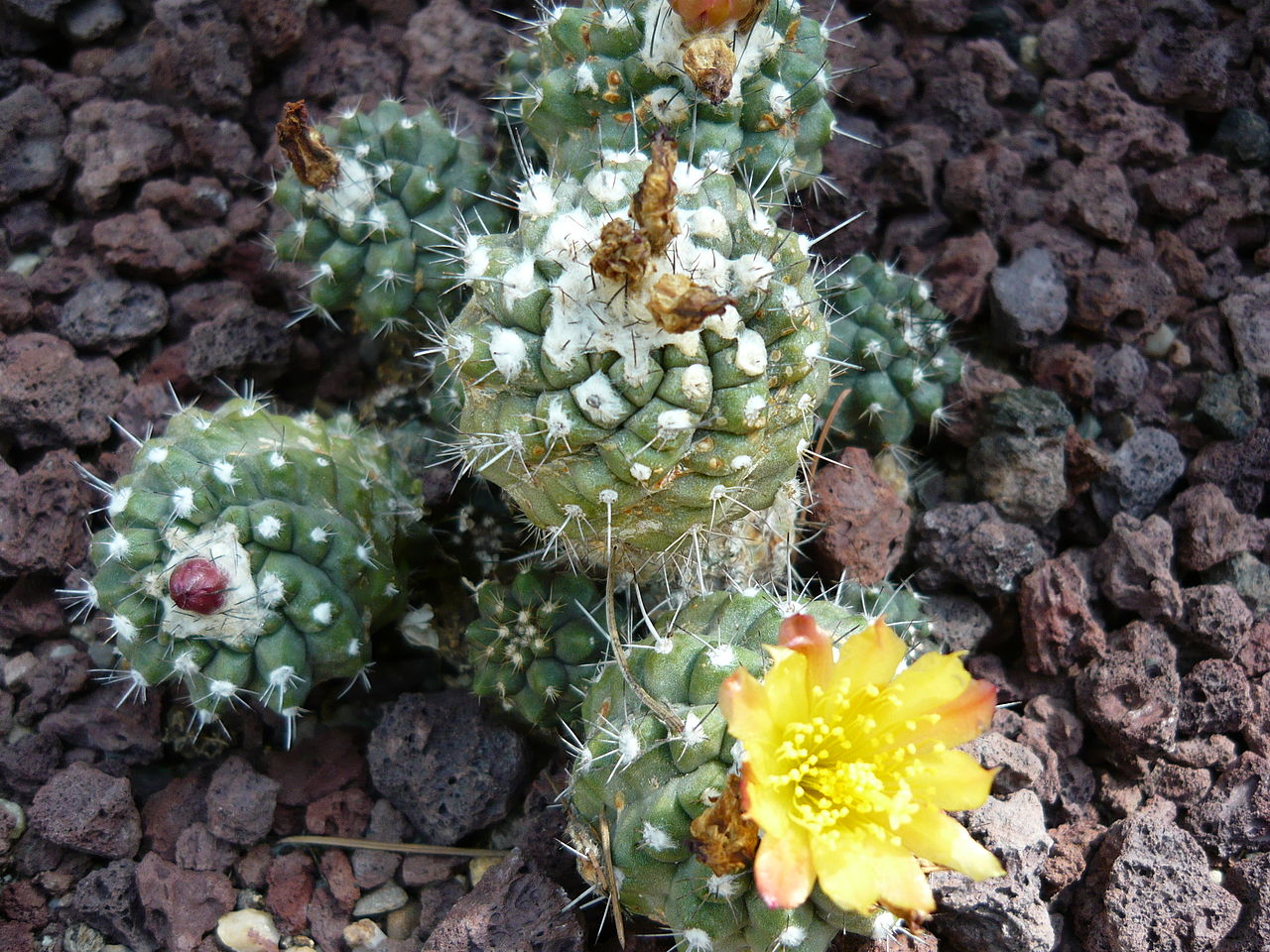 La Copiapoa humilis es un cactus que produce flores amarillas