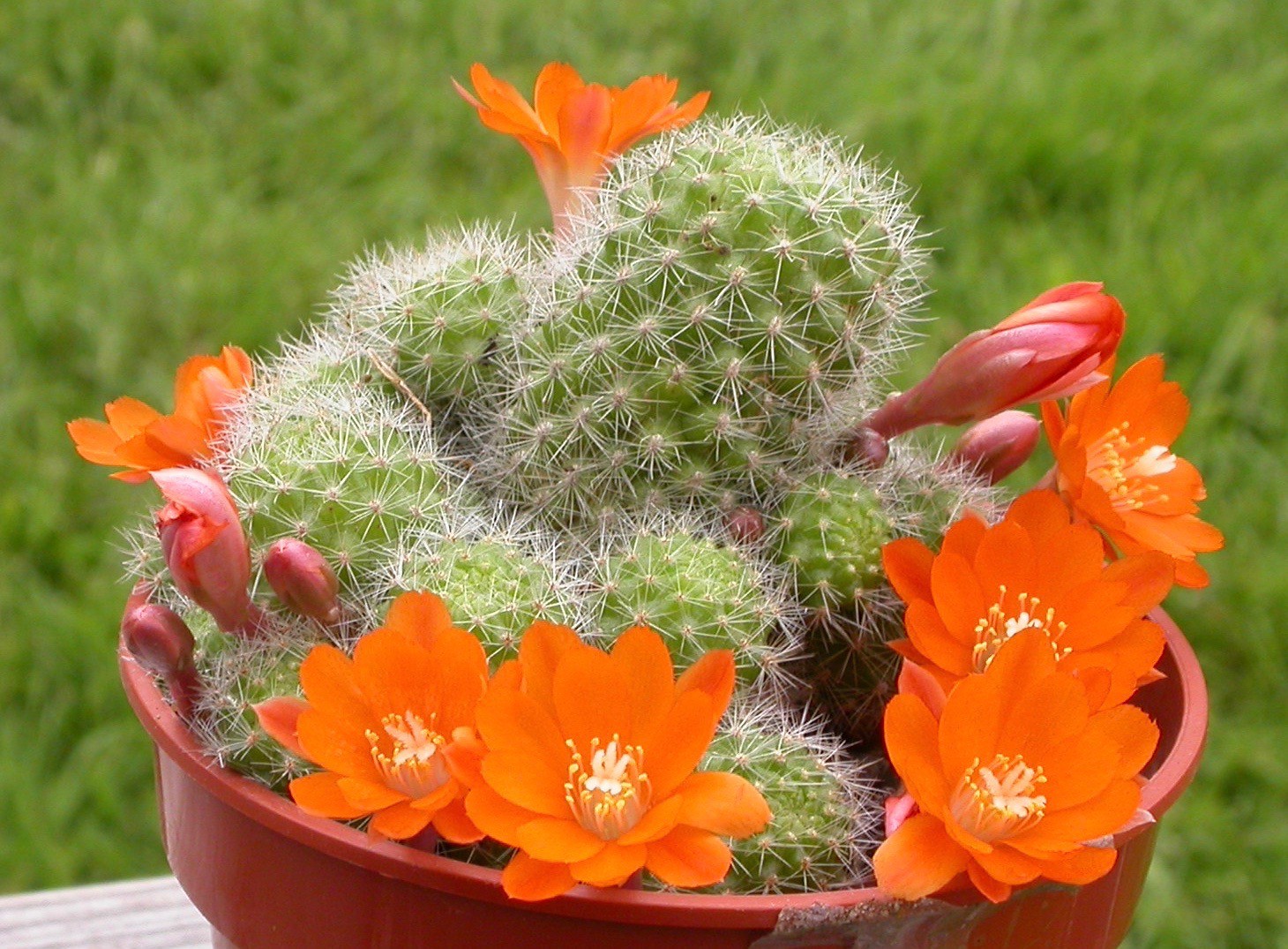 La Rebutia pulvinosa es un cactus pequeño que produce flores naranjas