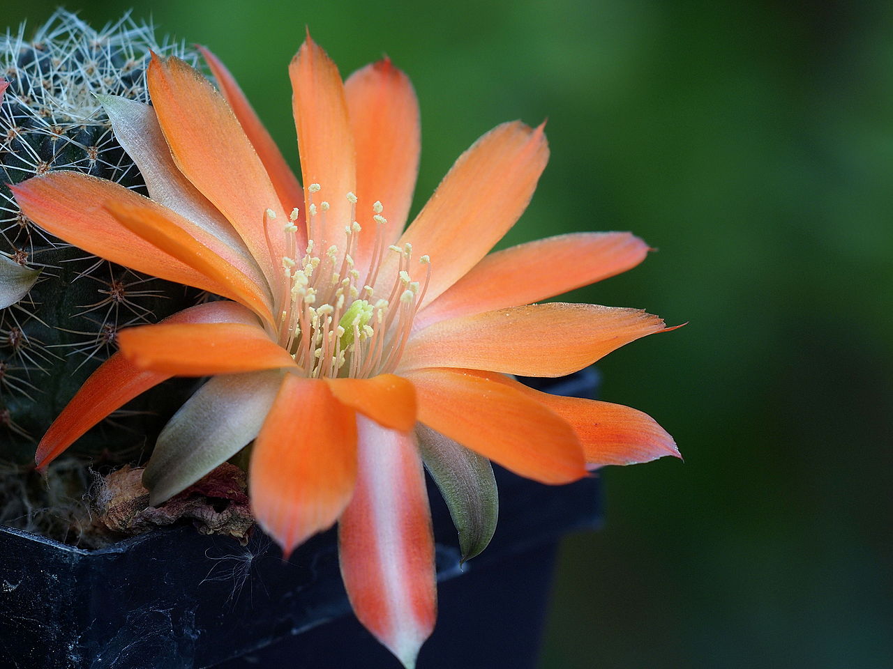 La Rebutia es un tipo de cactus que produce flores preciosas