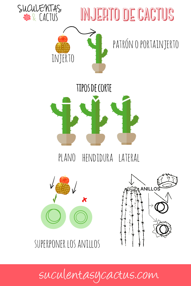 tips injerto cactus