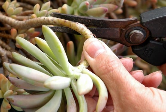 Plantas suculentas