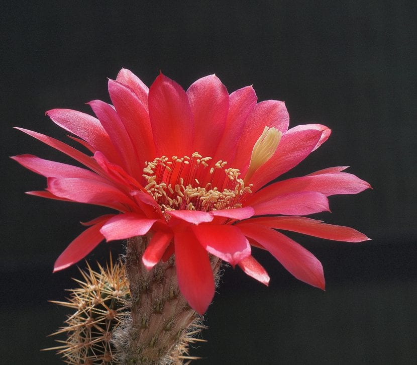 Echinopsis rowleyi en flor