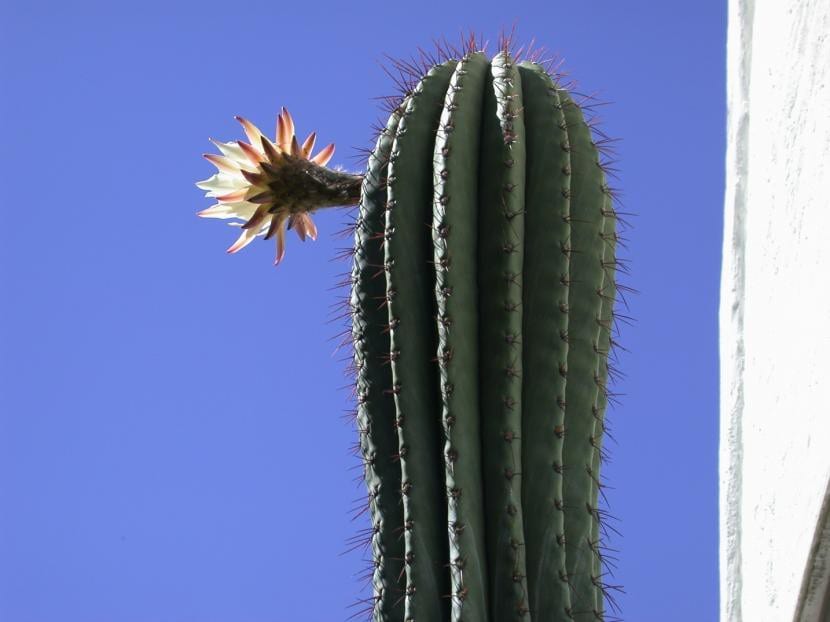 Trichocereus pasacana