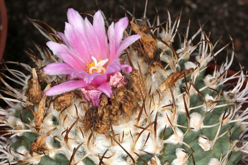 Turbinicarpus alonsoi, ejemplar en flor