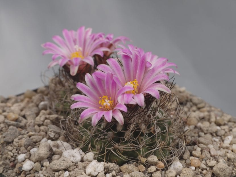 Ejemplar de Turbinicarpus pseudomacrochele ssp lausseri