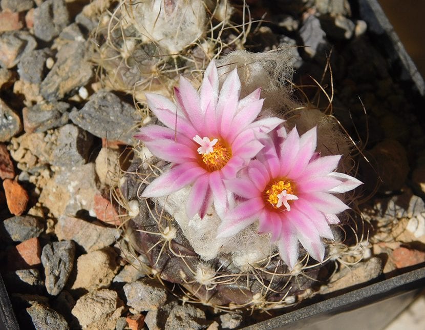 Turbinicarpus laui en flor