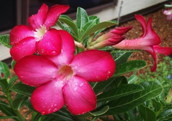 Rosa del desierto