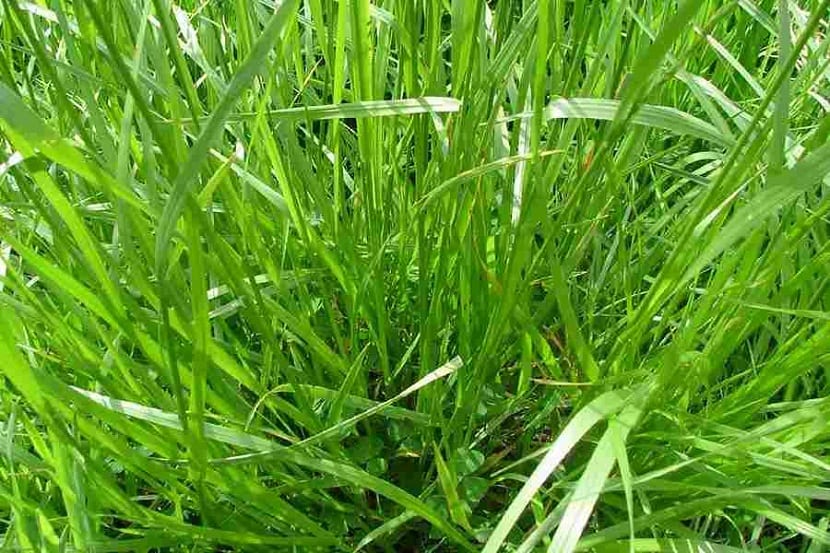 Césped de Festuca Arundinácea