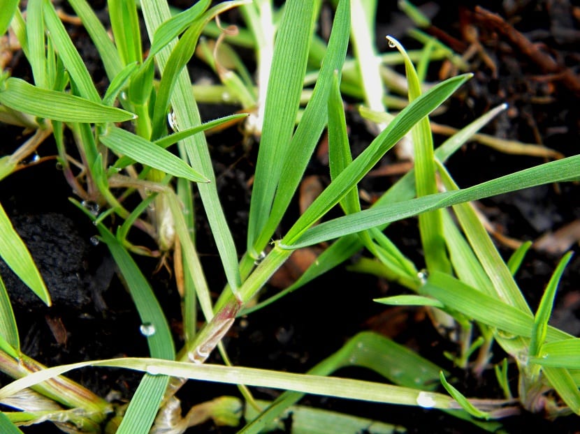 Detalle de Festuca Arundinácea