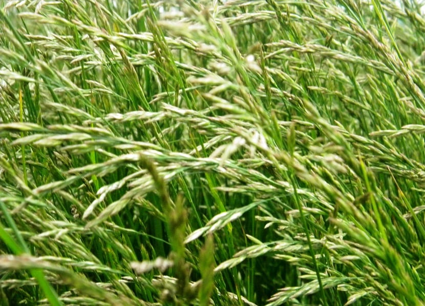 Festuca Arundinácea