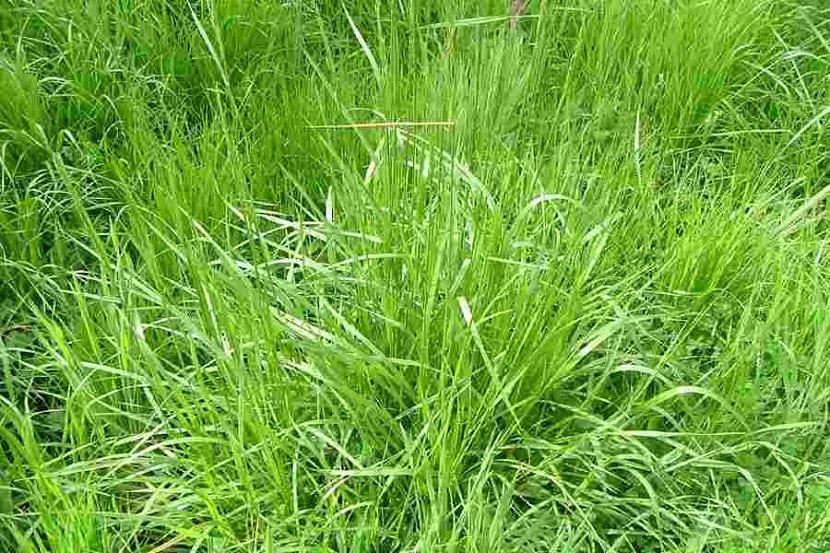 Festuca arundinacea