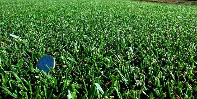 Utilidad del Festuca Arundinácea