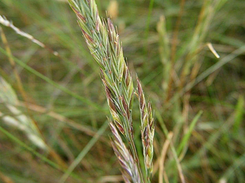 Escañuela