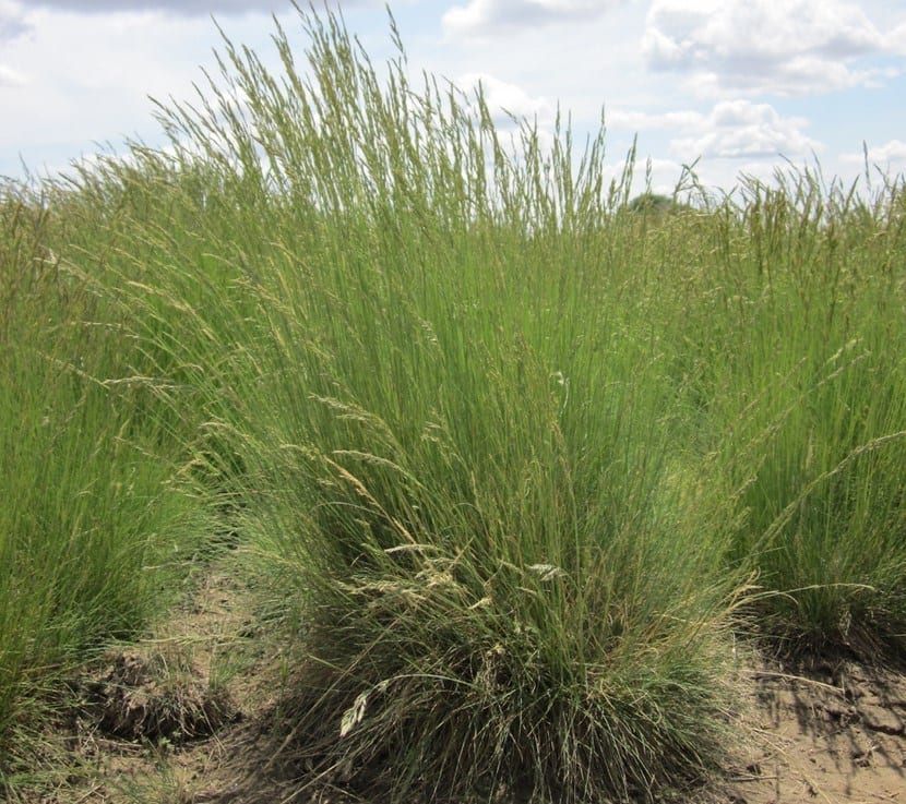Festuca ovina