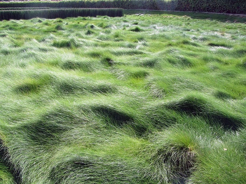 Césped grande de Festuca rubra