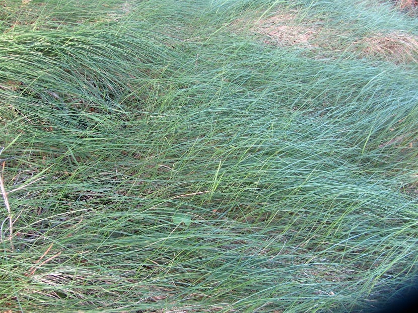 Festuca rubra commutata