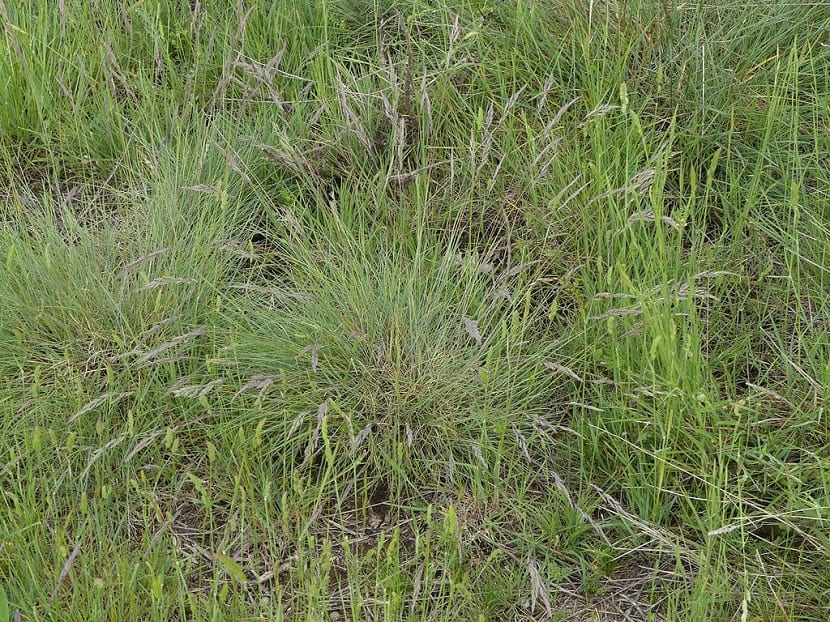 Festuca rubra crecida por completo