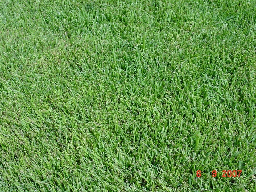 Festuca rubra rubra