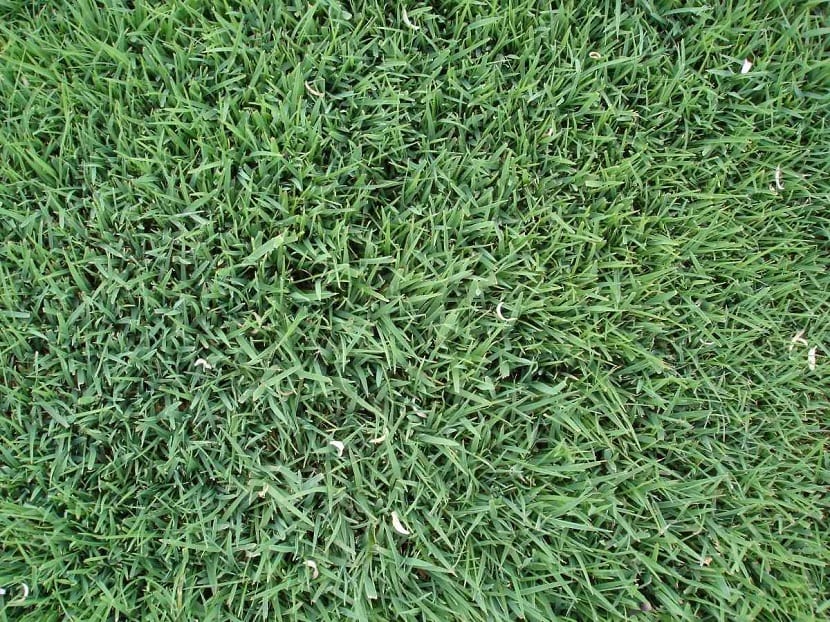 Festuca rubra: subespecies, cultivo y cuidados del césped fino