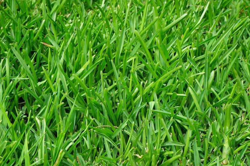 El Lolium perenne es una hierba que se utiliza como césped