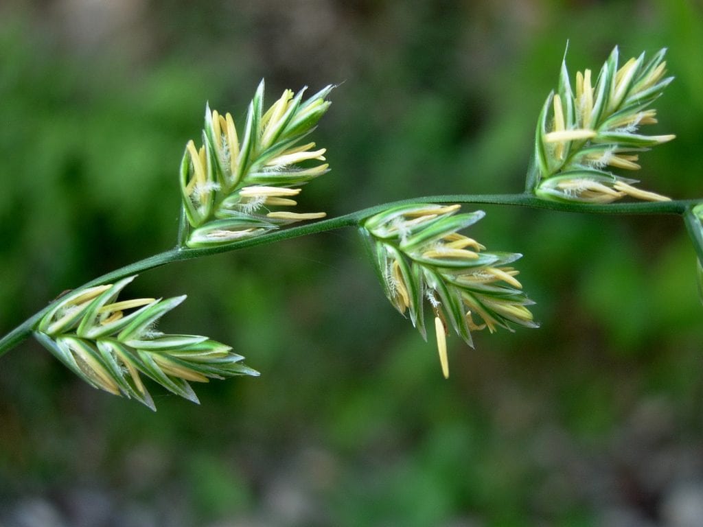 Las flores del Lolium perenne son muy bonitas