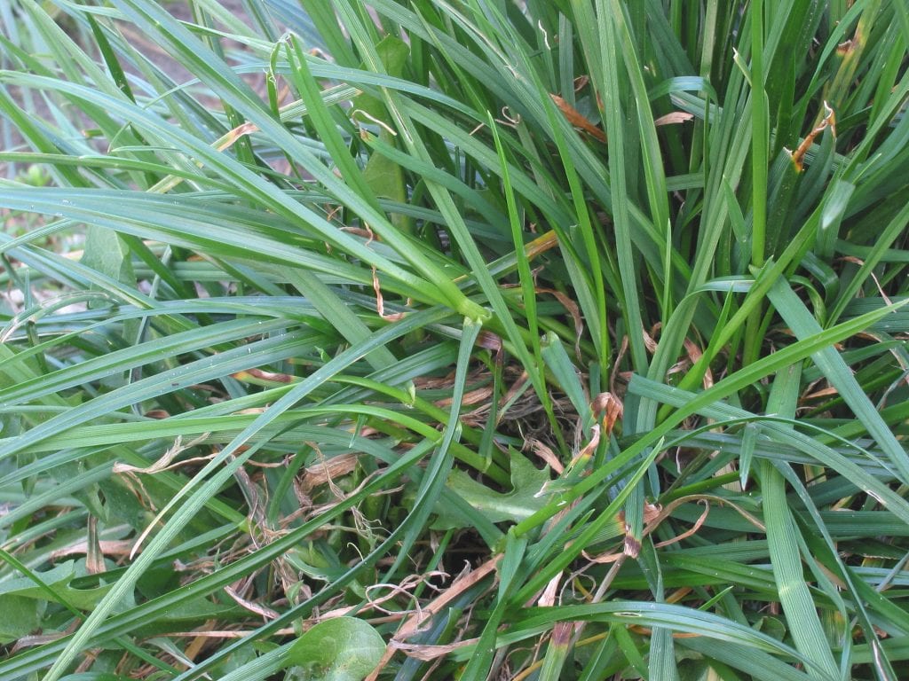 Las hojas del Lolium perenne son lineares y verdes