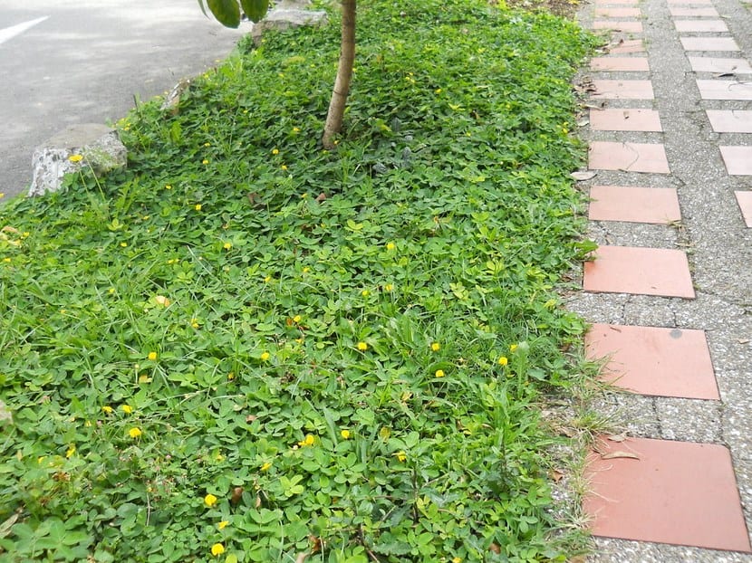 Plantas tapizantes