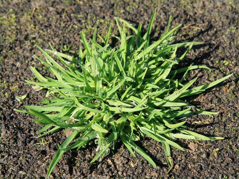 Césped de poa annua