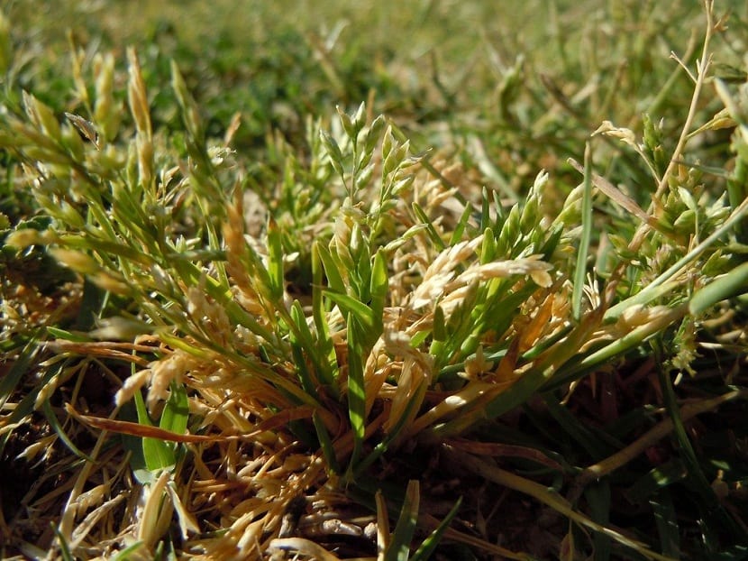 Césped ecológico poa annua