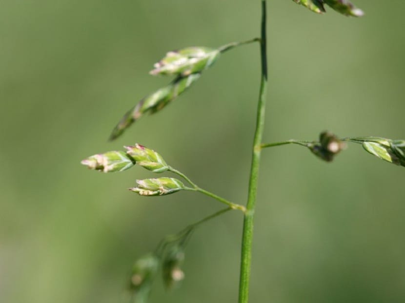 Hojas de la poa annua